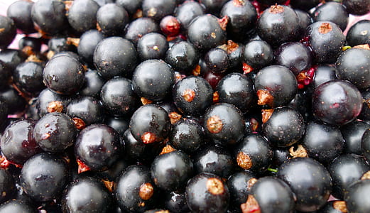 blackberries thumbnail