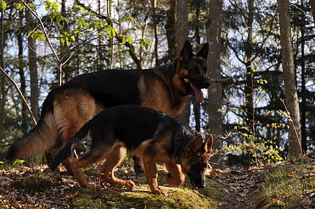two adult German shepherd and puppy near the tree thumbnail