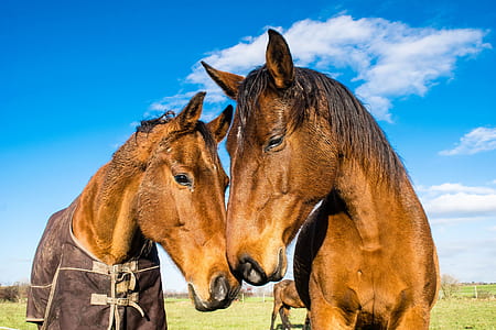two brown horses on green grass field during daytime thumbnail