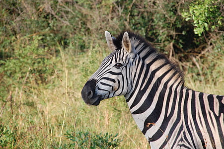 zebra surrounded by green bush thumbnail