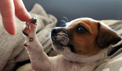 short-coated tan and white puppy on focus photo thumbnail