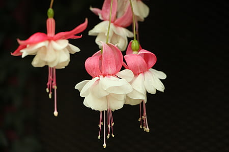white and pink petaled flowers on black background thumbnail