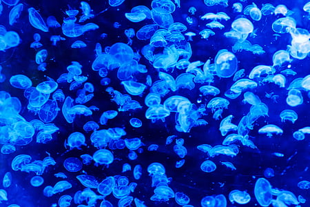 kirlian photography of school of jelly fish thumbnail