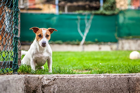 white and brown dog on green grass beside green cyclone fence thumbnail
