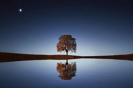 body of water with tree under full moon thumbnail
