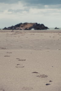 Footprints in the Sand of a Beach Shoreline thumbnail