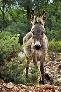 nature, animal, cute, outdoors thumbnail