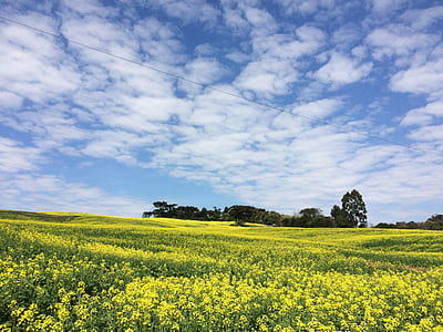 green flower field under cloudy sky thumbnail