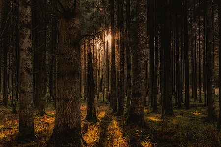 strand of trees during daytime thumbnail