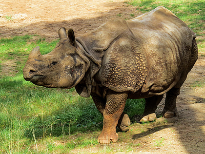 brown rhinoceros on green grasses thumbnail