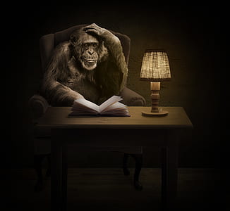 black monkey sitting on sofa chair beside white book and brown table lamp on brown wooden table thumbnail