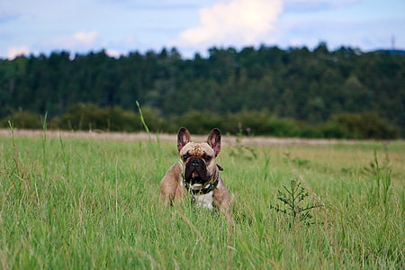 Bulldog standing in a field thumbnail