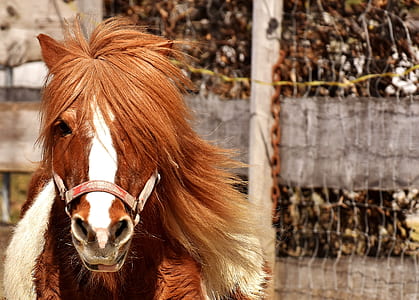 animal photograph of brown and white horse thumbnail