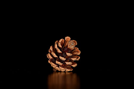 pine cone with black surface thumbnail
