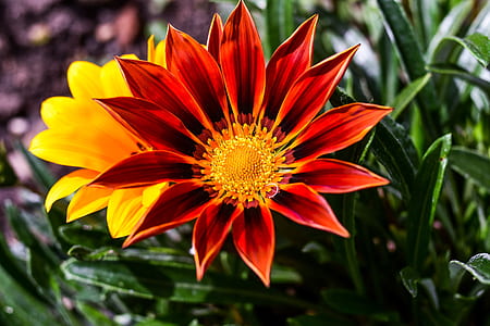orange and yellow flowers with green leaves thumbnail
