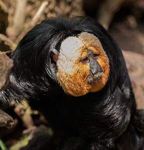 brown and black primate thumbnail