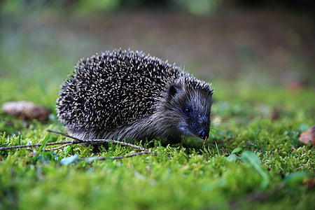 grey hedgehog thumbnail