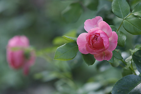 close up photo of pink petal flower plant thumbnail