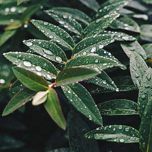 water dew on green leaf plant thumbnail