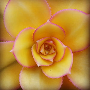 yellow and pink succulent plant thumbnail