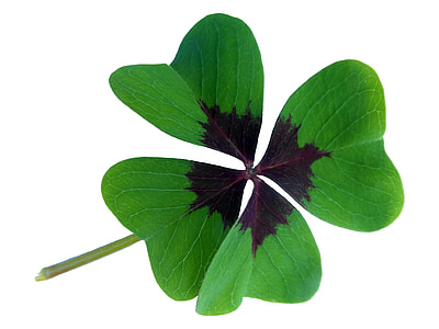 green leaf plant on white background thumbnail