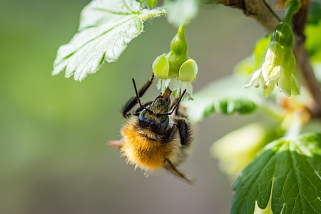 brown and black bee on white petal flower thumbnail