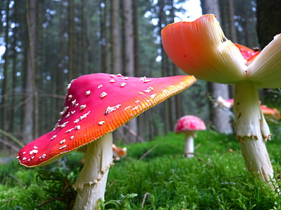 pink and orange mushrooms near green leafed trees thumbnail