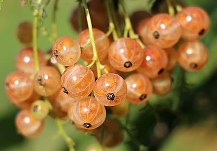close up photo of red kerson fruit thumbnail
