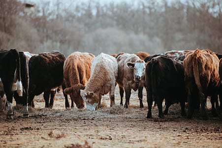 group of cow near trees thumbnail