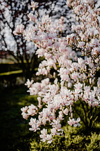 Magnolia tree in bloom thumbnail
