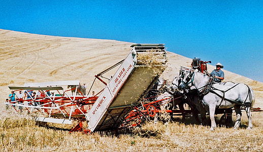 Antiquated threshing techniques in the field in Colfax, Washington thumbnail