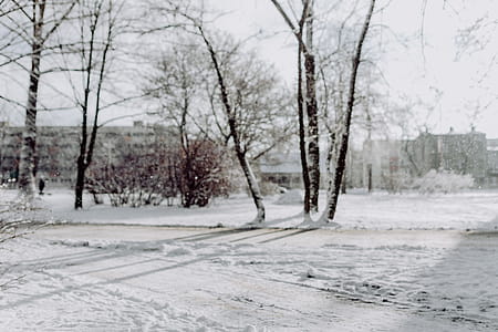 Wintery Park thumbnail