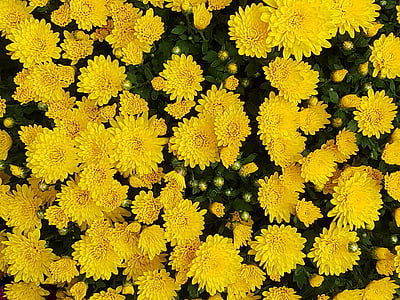 yellow gerbera flowers thumbnail