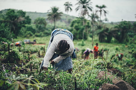 woman, female, field, grass thumbnail