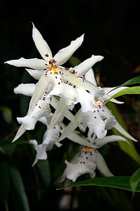 White spider orchid flowers of a variety of Brassia orchids. The spider orchid flower mimics a spider to attract parasitic female spider wasps to pollinate its flowers. thumbnail