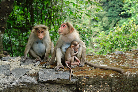 three gray monkeys on gray and brown rocks thumbnail