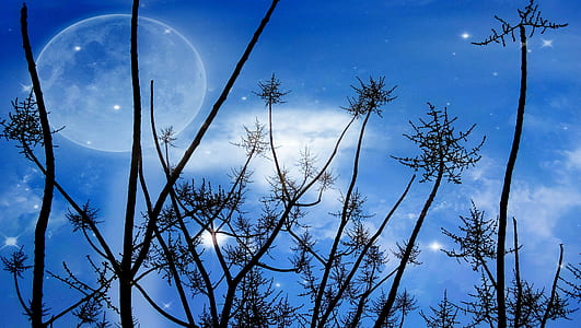 silhouette photo of trees during nighttime thumbnail