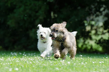 two white and gray puppies running on green grass field at daytime thumbnail