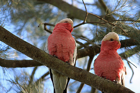 two perching red-white-and-black birds on tree selective focus photograph thumbnail