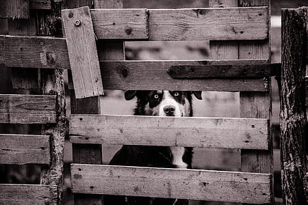 grayscale photo of an adult dog peeking through wooden gate thumbnail