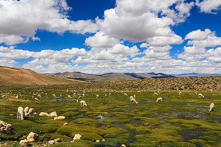 white animals on grass under blue sky thumbnail
