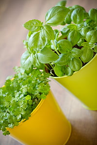 two herbs planted in yellow pots thumbnail