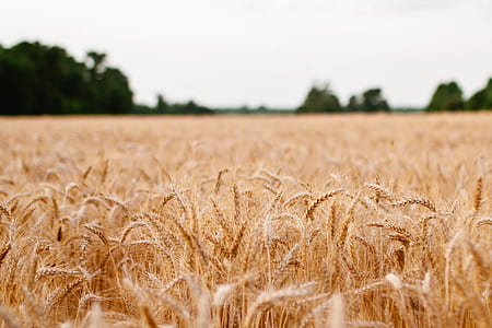 field, agriculture, grain, cereal thumbnail