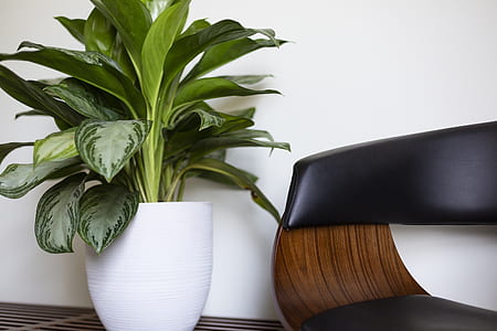 green dumb cane plant on white ceramic plant pot thumbnail
