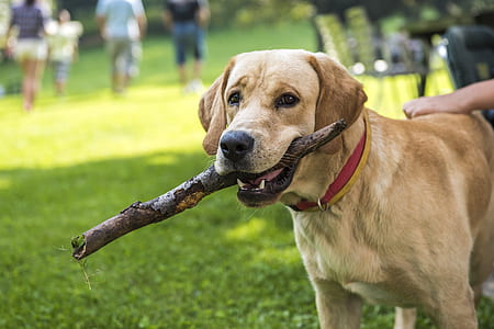adult yellow Labrador retriever biting branch thumbnail