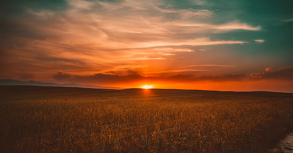 wheat field during golden hour thumbnail