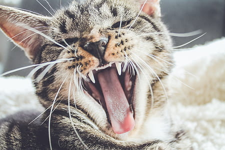 shallow focus photography of calico cat thumbnail