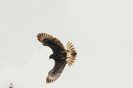 black bird flying in the sky thumbnail