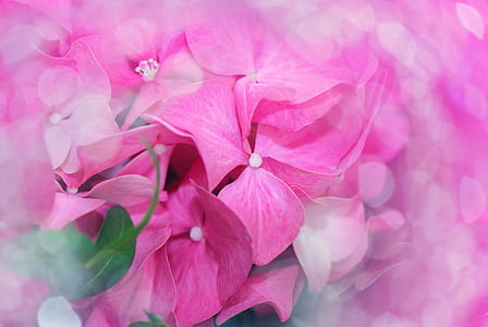 macro shot photo of pink flowers thumbnail
