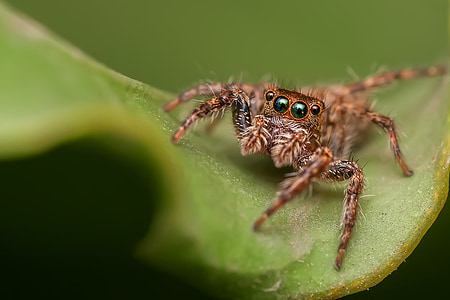 brown Phidippus audax jumping spider on green leaf thumbnail